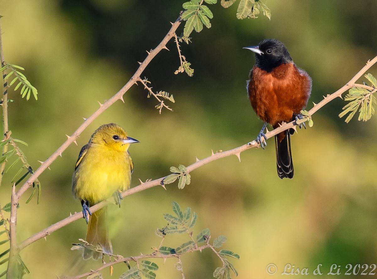 Orchard Oriole - ML414587561