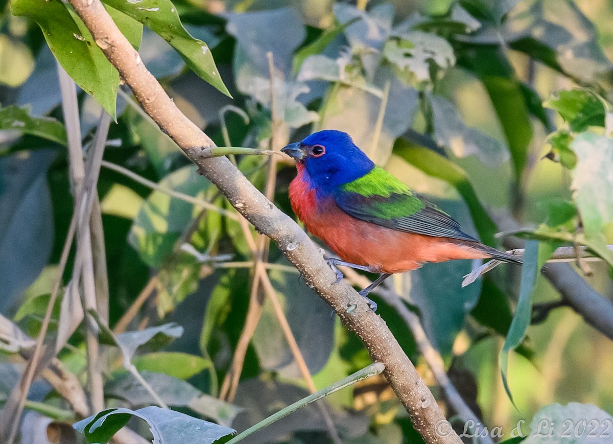Painted Bunting - ML414587661