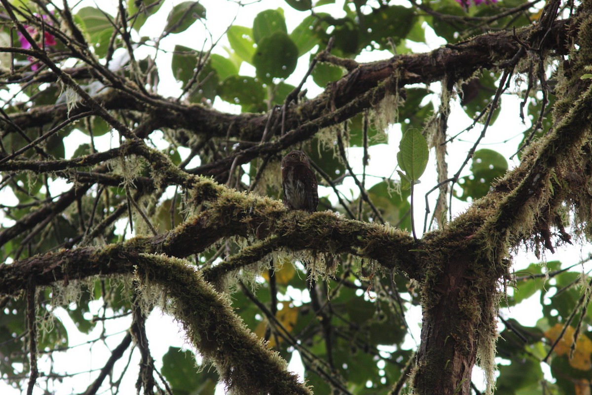 Andean Pygmy-Owl - Richard Dunn