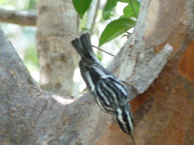 Black-and-white Warbler - ML41459521