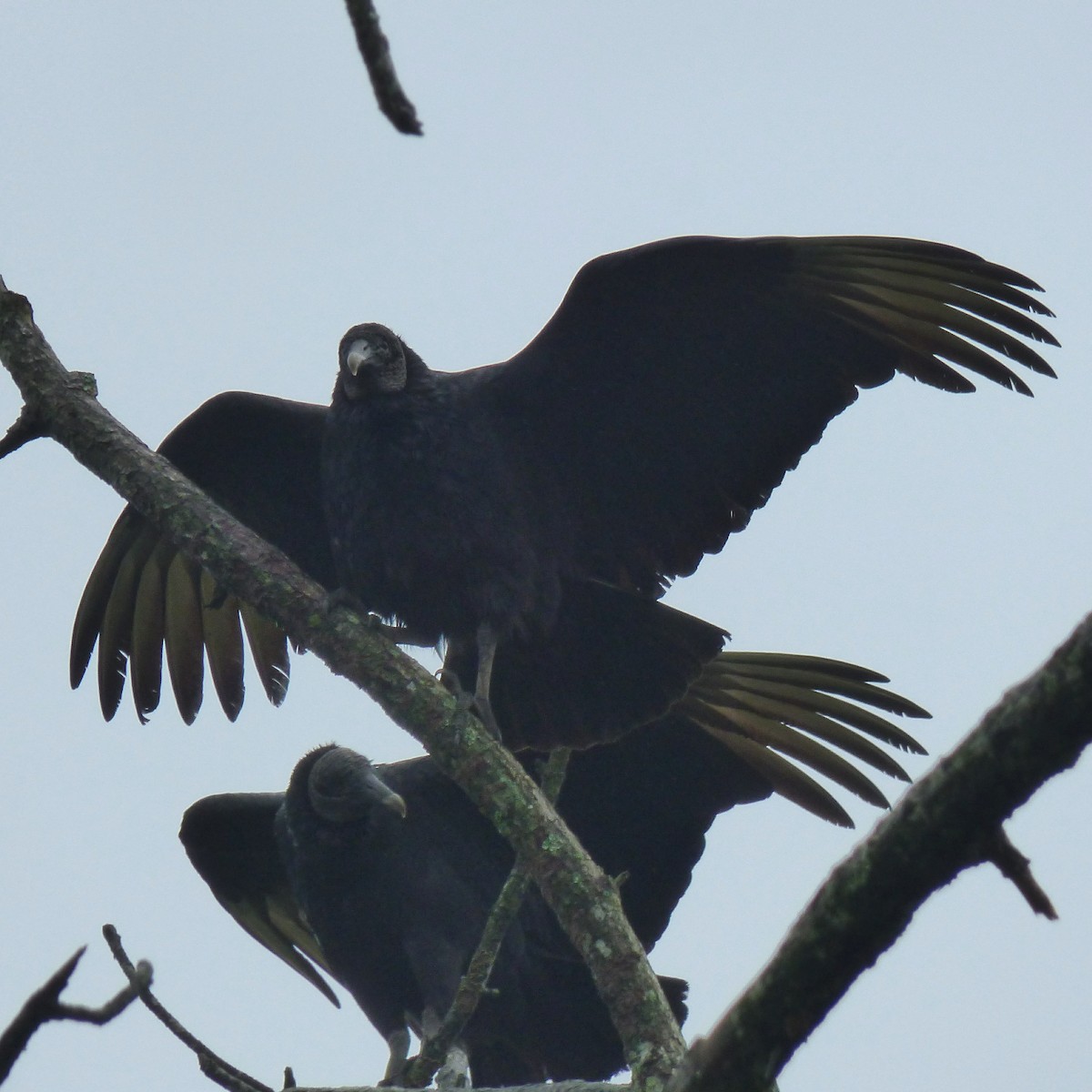 Black Vulture - ML41459861