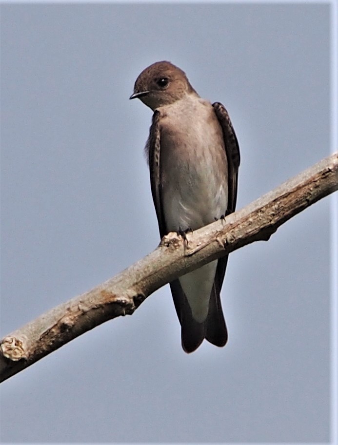 Northern Rough-winged Swallow - ML414600951