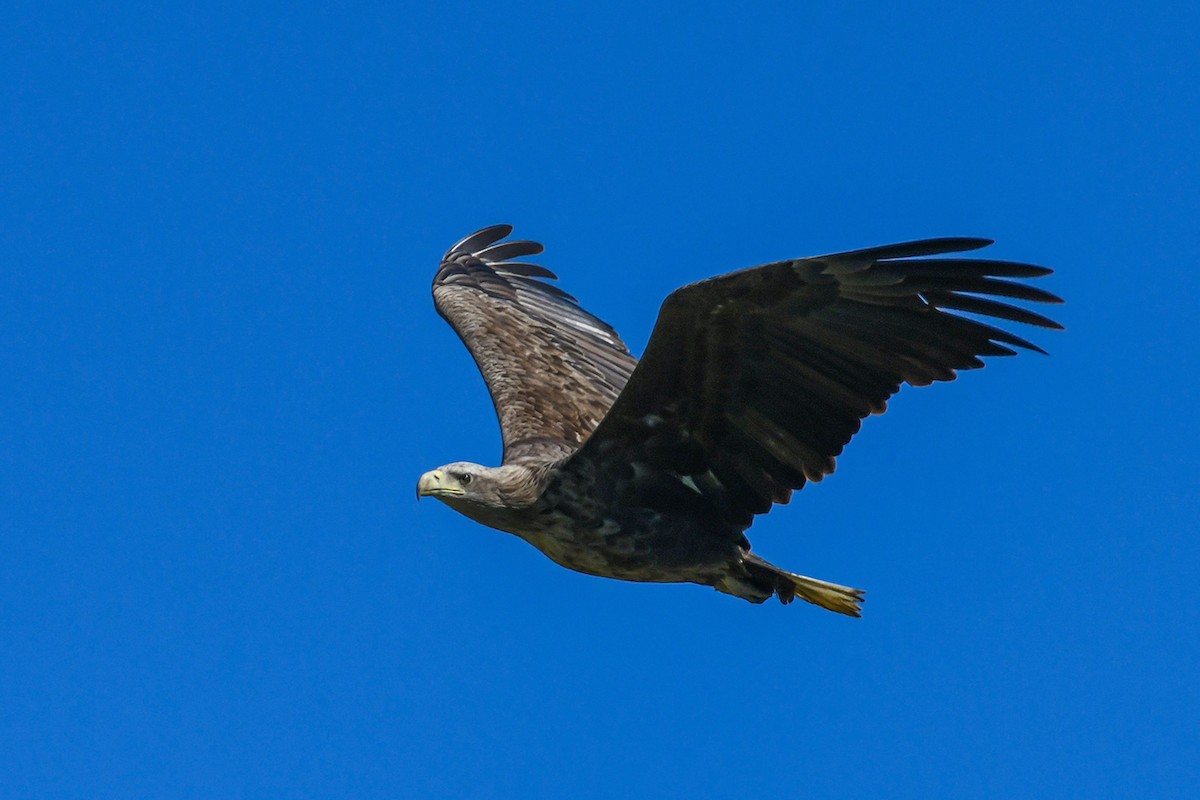 White-tailed Eagle - ML414603611