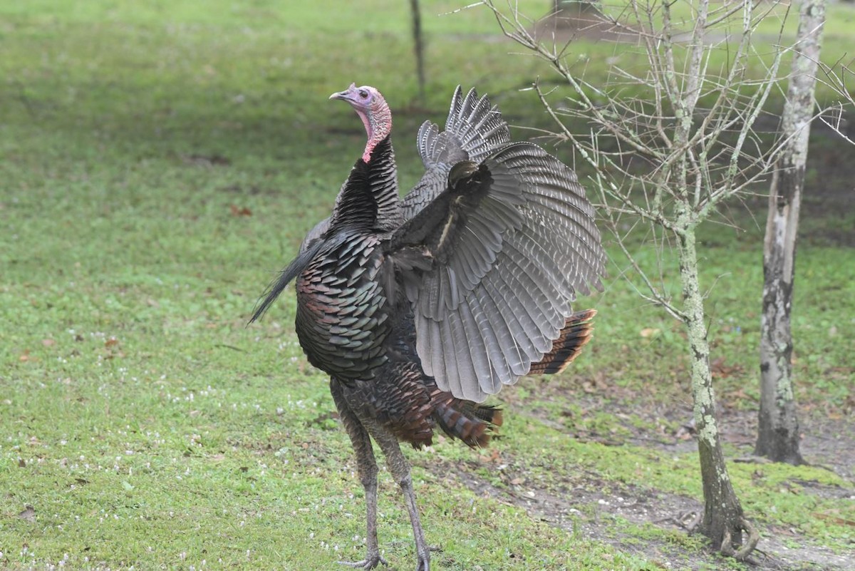 Wild Turkey - Kenny BirdingRx