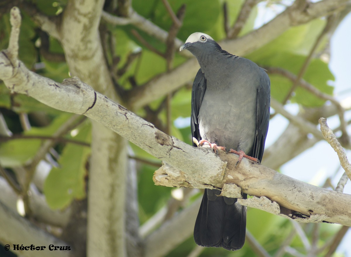 White-crowned Pigeon - ML41461421