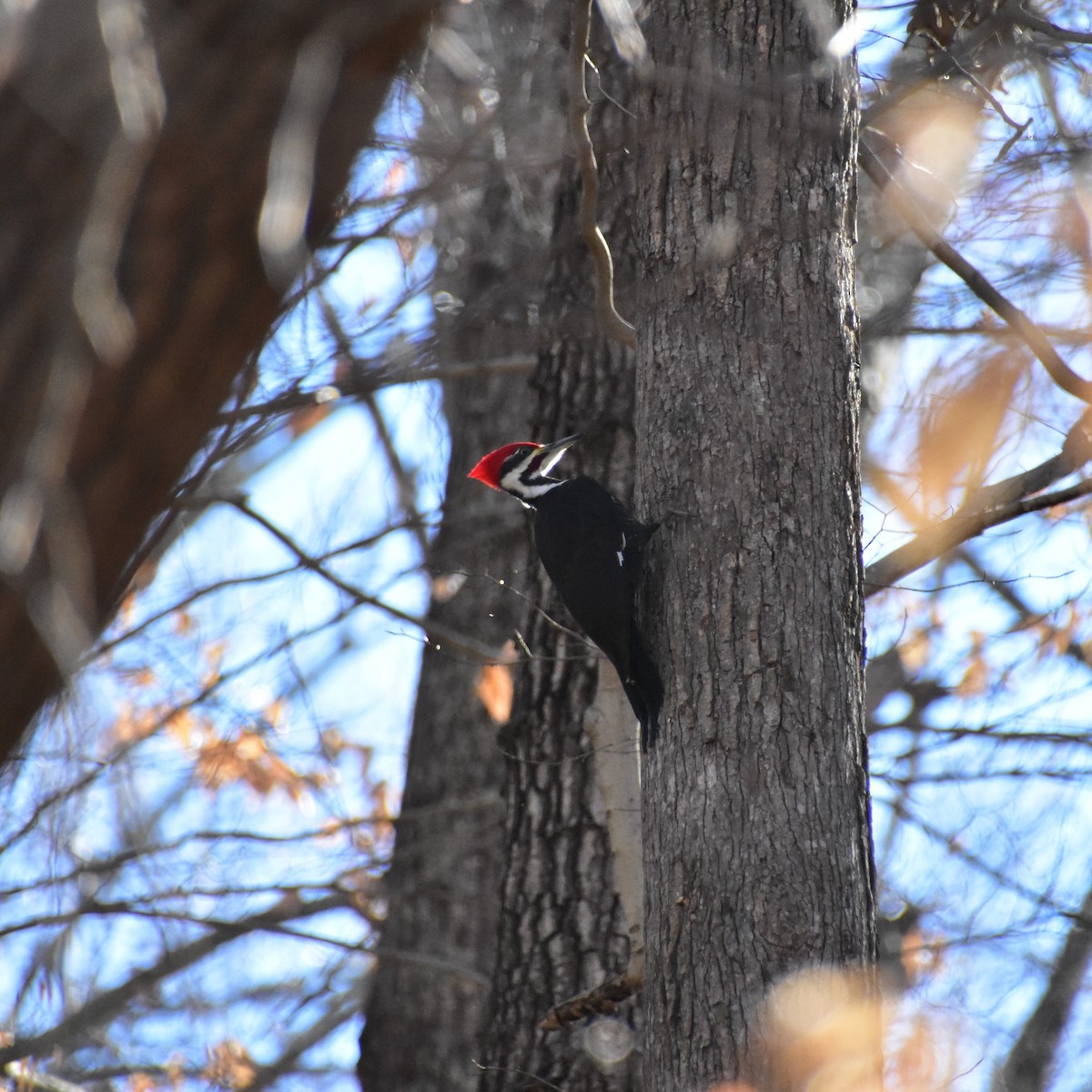 Pileated Woodpecker - ML414615861