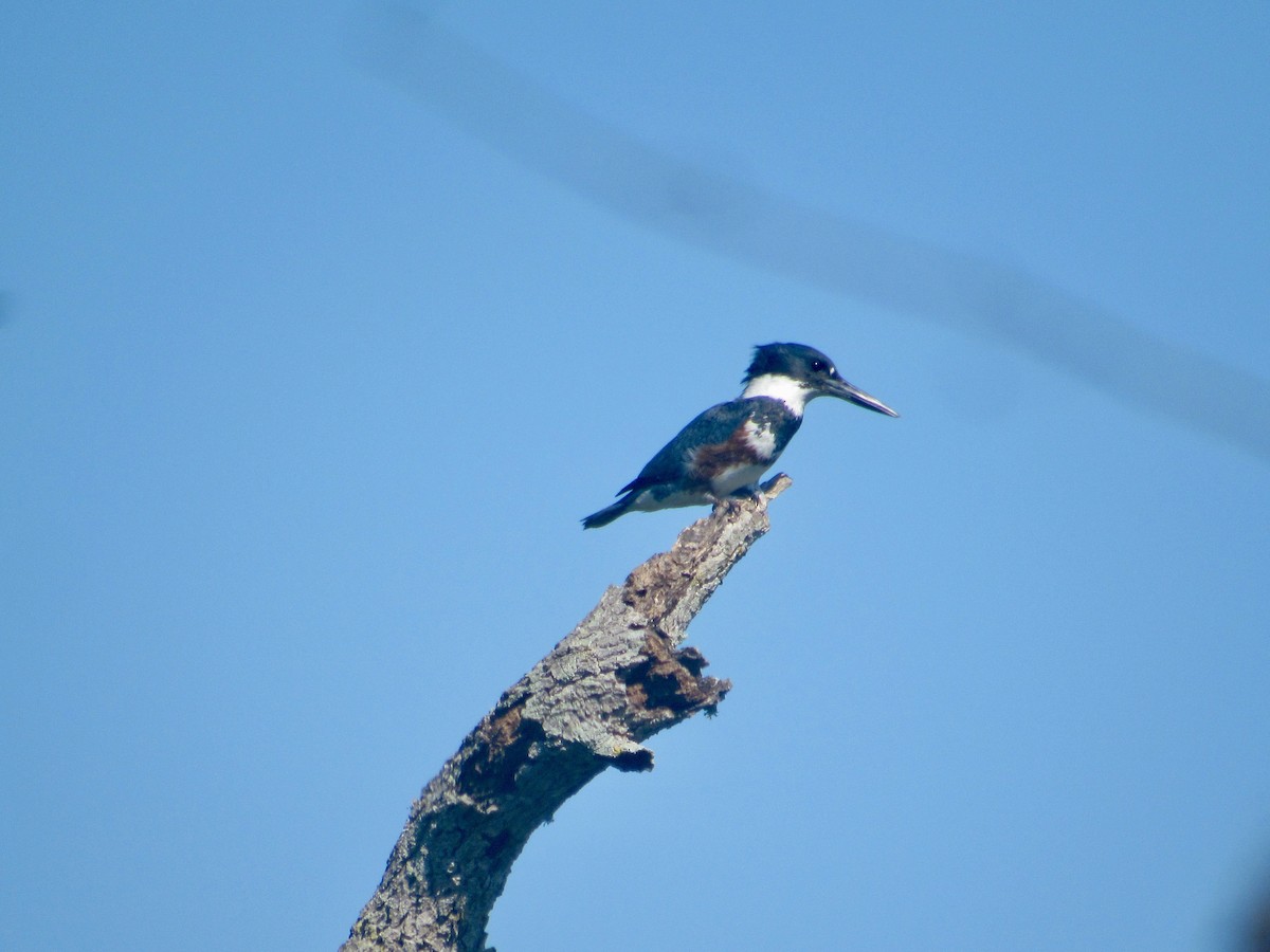 Belted Kingfisher - ML414617021