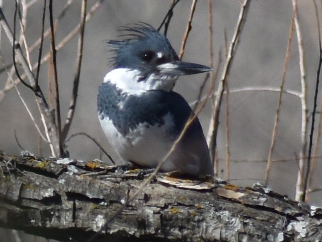 Belted Kingfisher - ML414623191