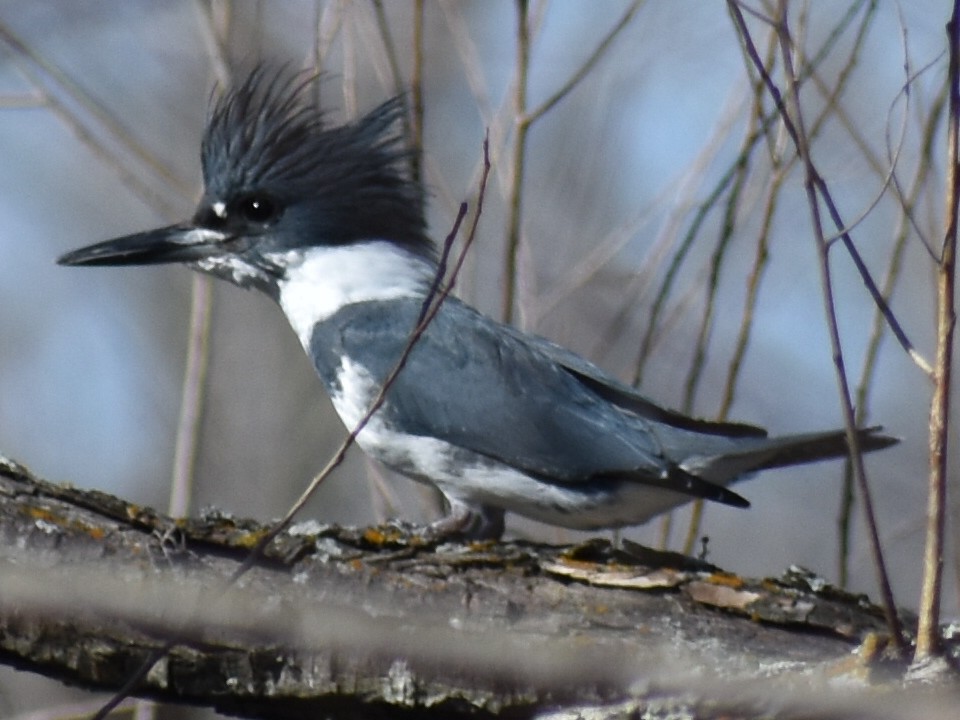Belted Kingfisher - ML414623201