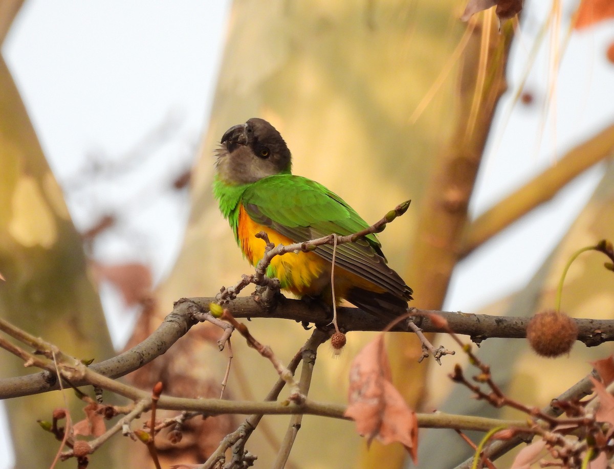 Senegal Parrot - ML414625511