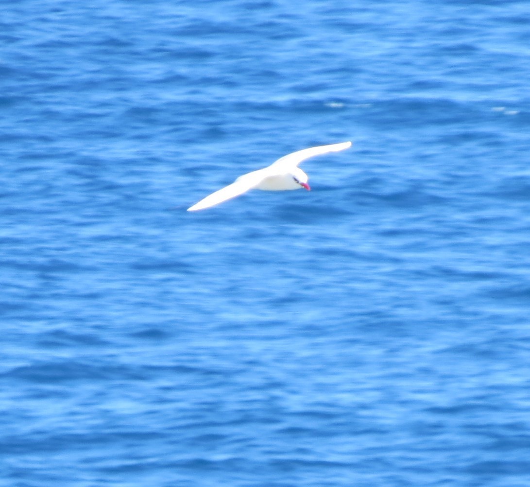 Red-tailed Tropicbird - ML414628591