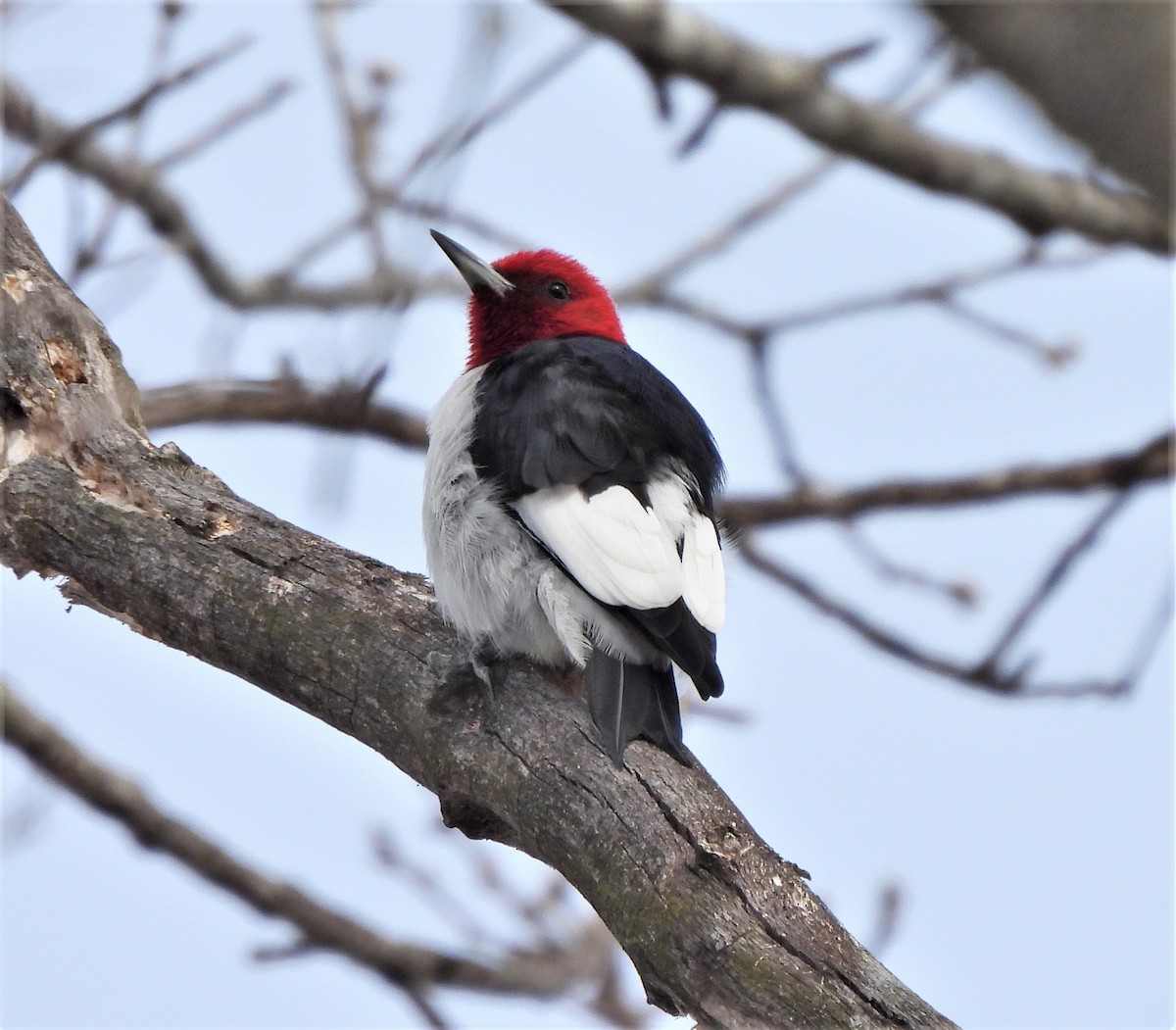 Red-headed Woodpecker - ML414630491