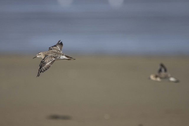 Sharp-tailed Sandpiper undergoing Preformative Molt.&nbsp; - Sharp-tailed Sandpiper - 