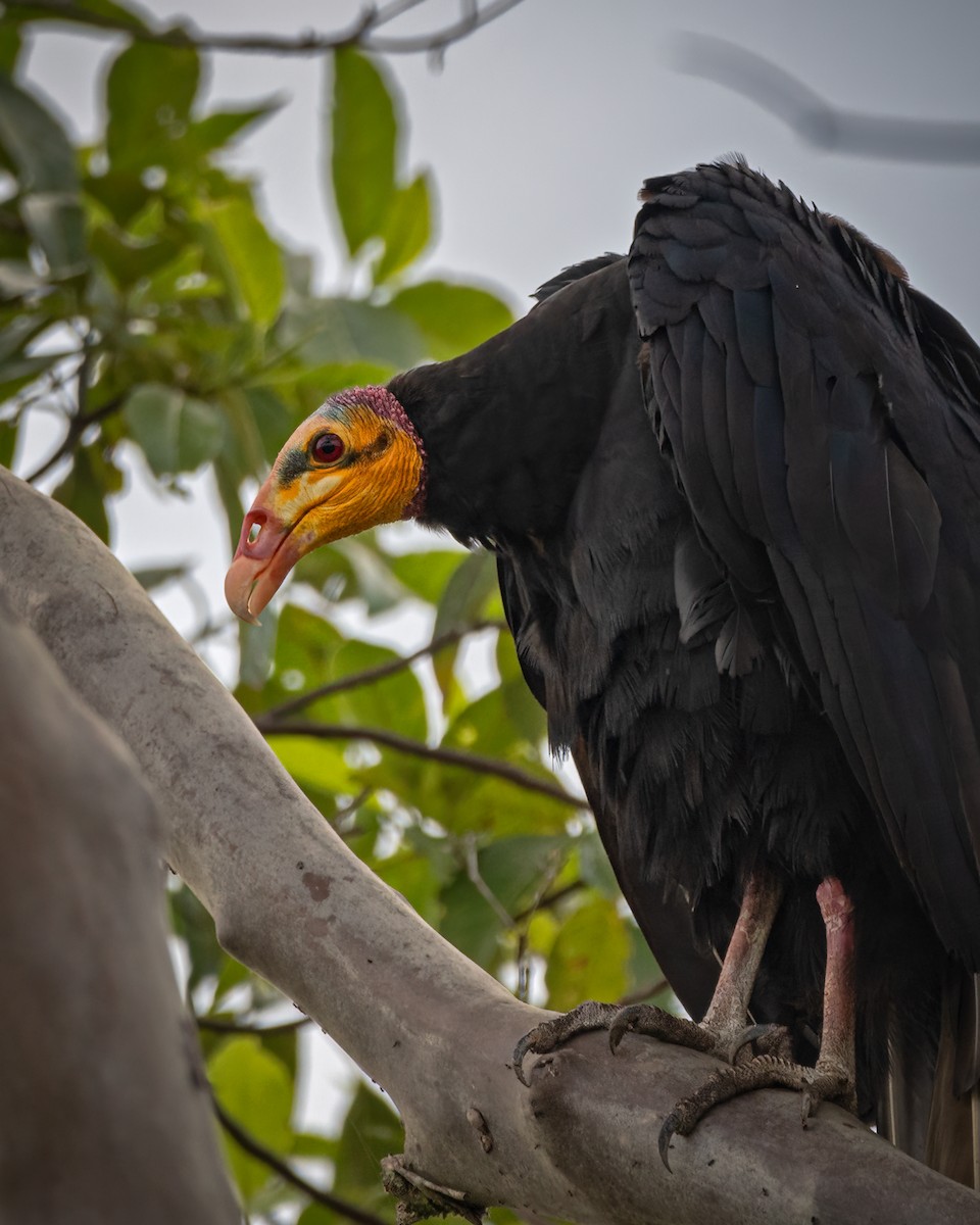 Greater Yellow-headed Vulture - Thyego Ferraz