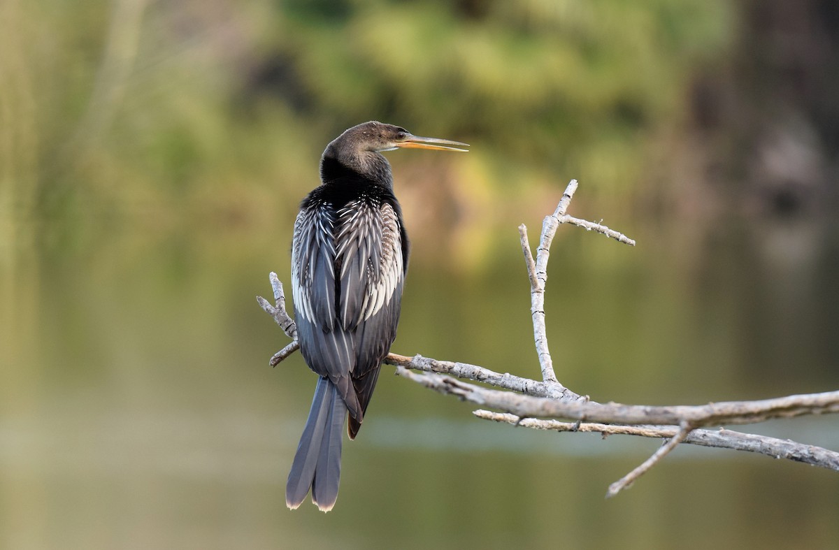 eBird Checklist - 5 Feb 2022 - Univ. of Texas, RGV (Brownsville ...