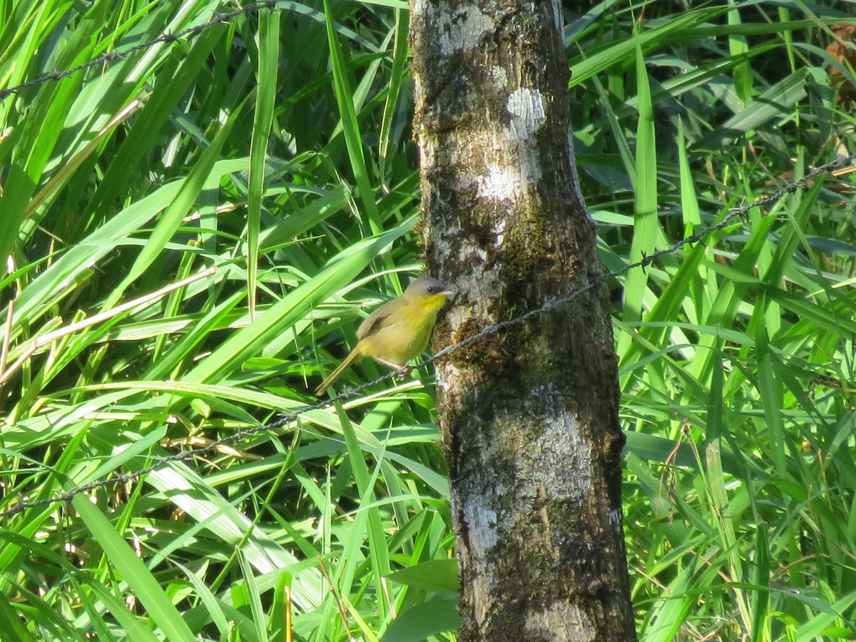 Gray-crowned Yellowthroat - ML414641871