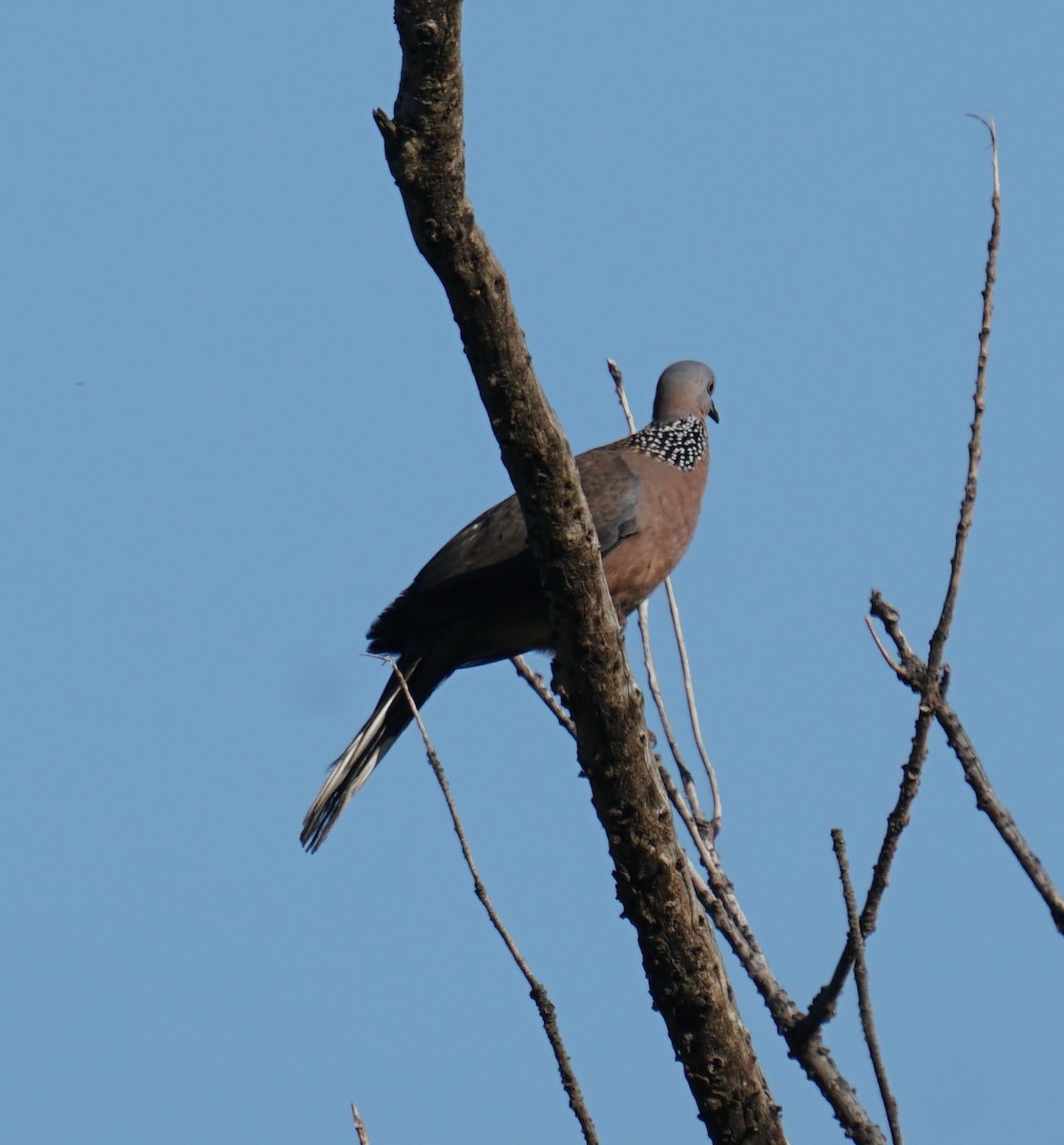 Spotted Dove - ML414644791