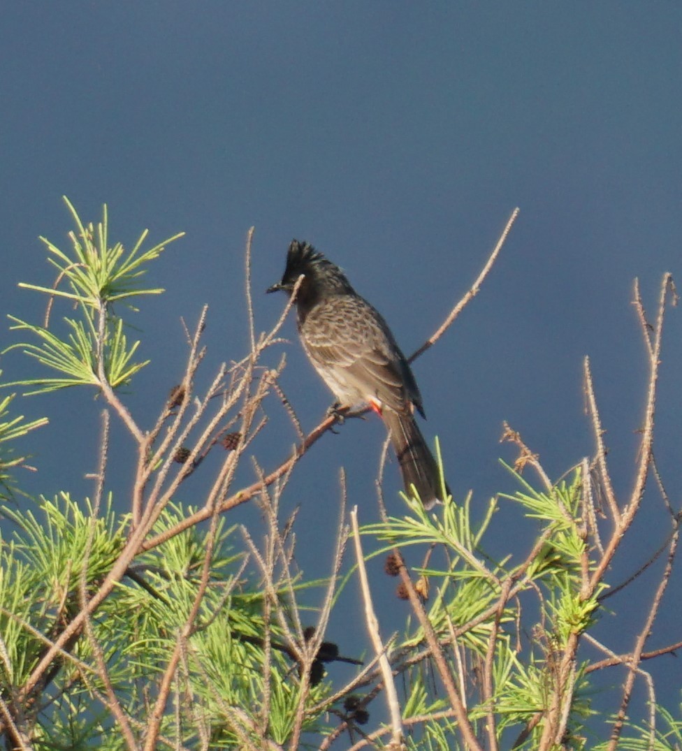 Red-vented Bulbul - ML414646121