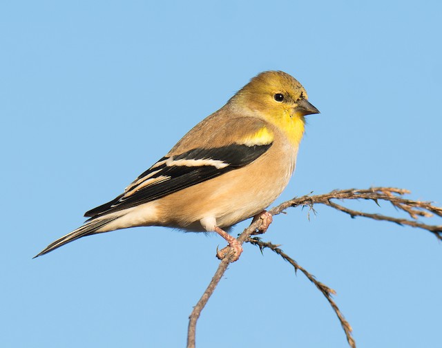 american goldfinch female winter