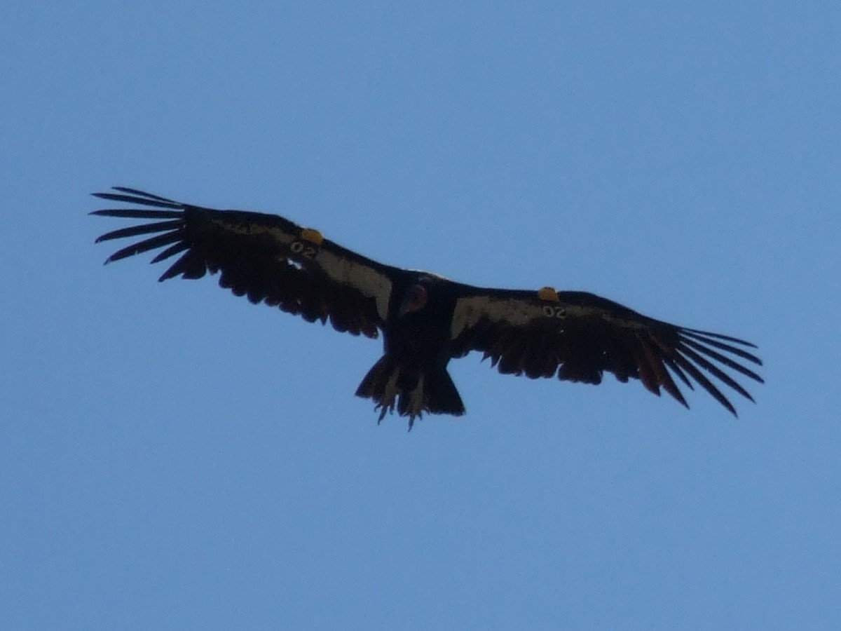 California Condor - ML41465471