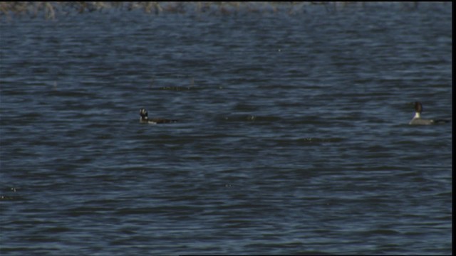 Long-tailed Duck - ML414657