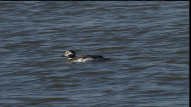 Long-tailed Duck - ML414658