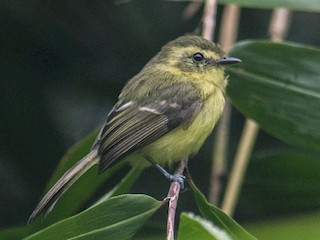  - Yellow Tyrannulet