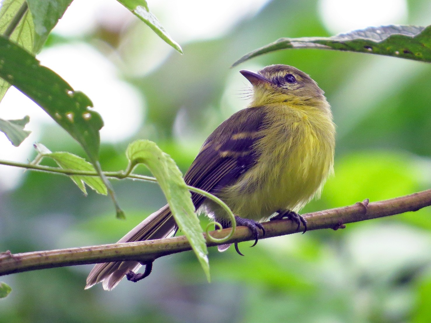 Yellow Tyrannulet - Róger Rodríguez Bravo