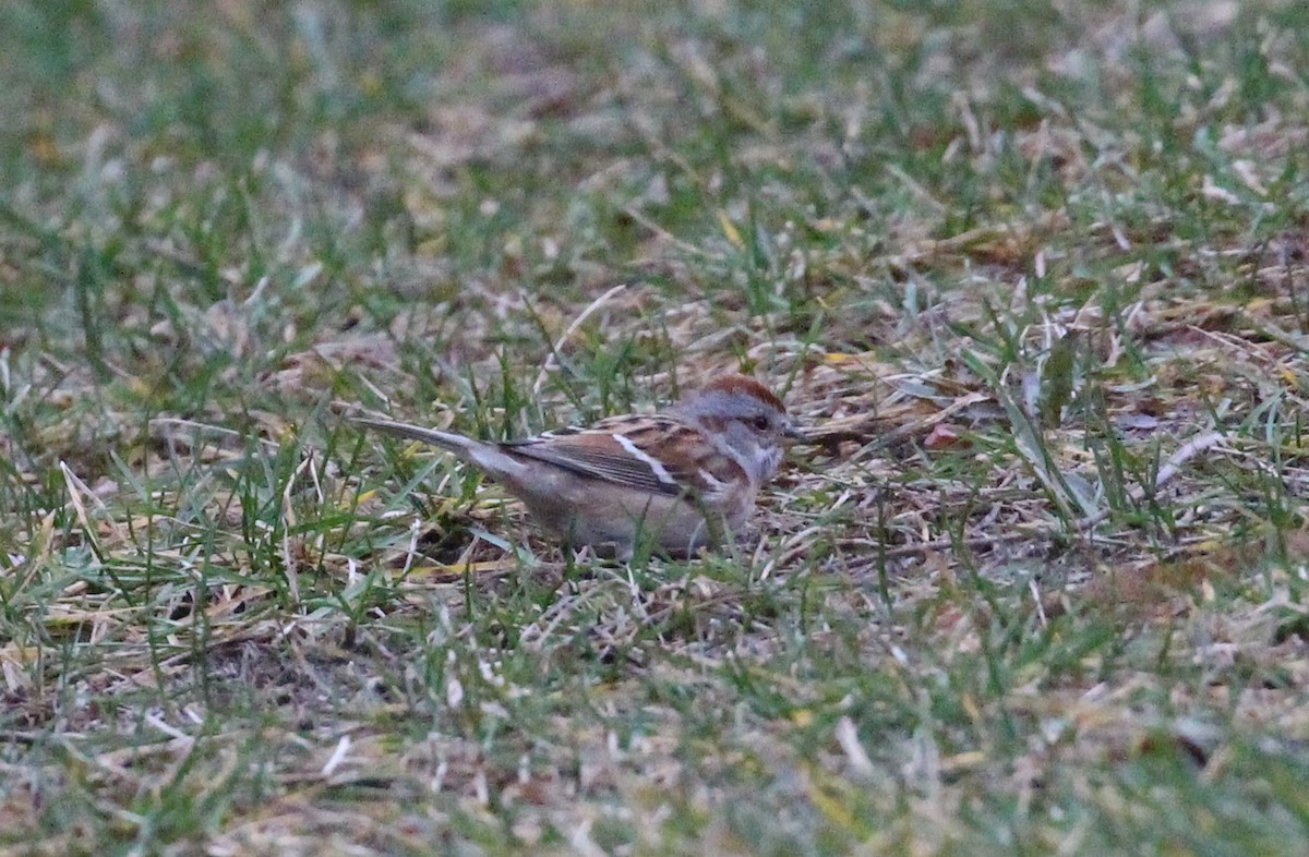 American Tree Sparrow - ML41465951
