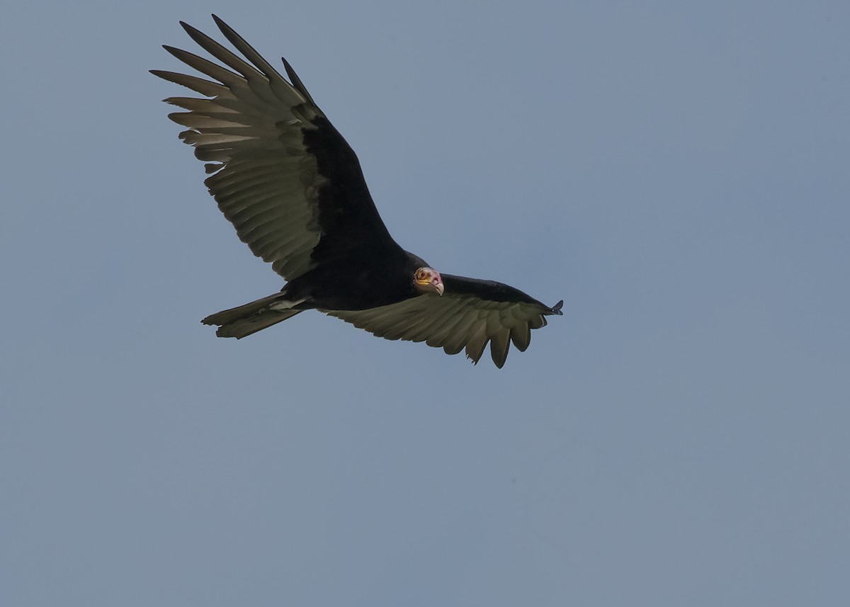 Greater Yellow-headed Vulture - ML414659711