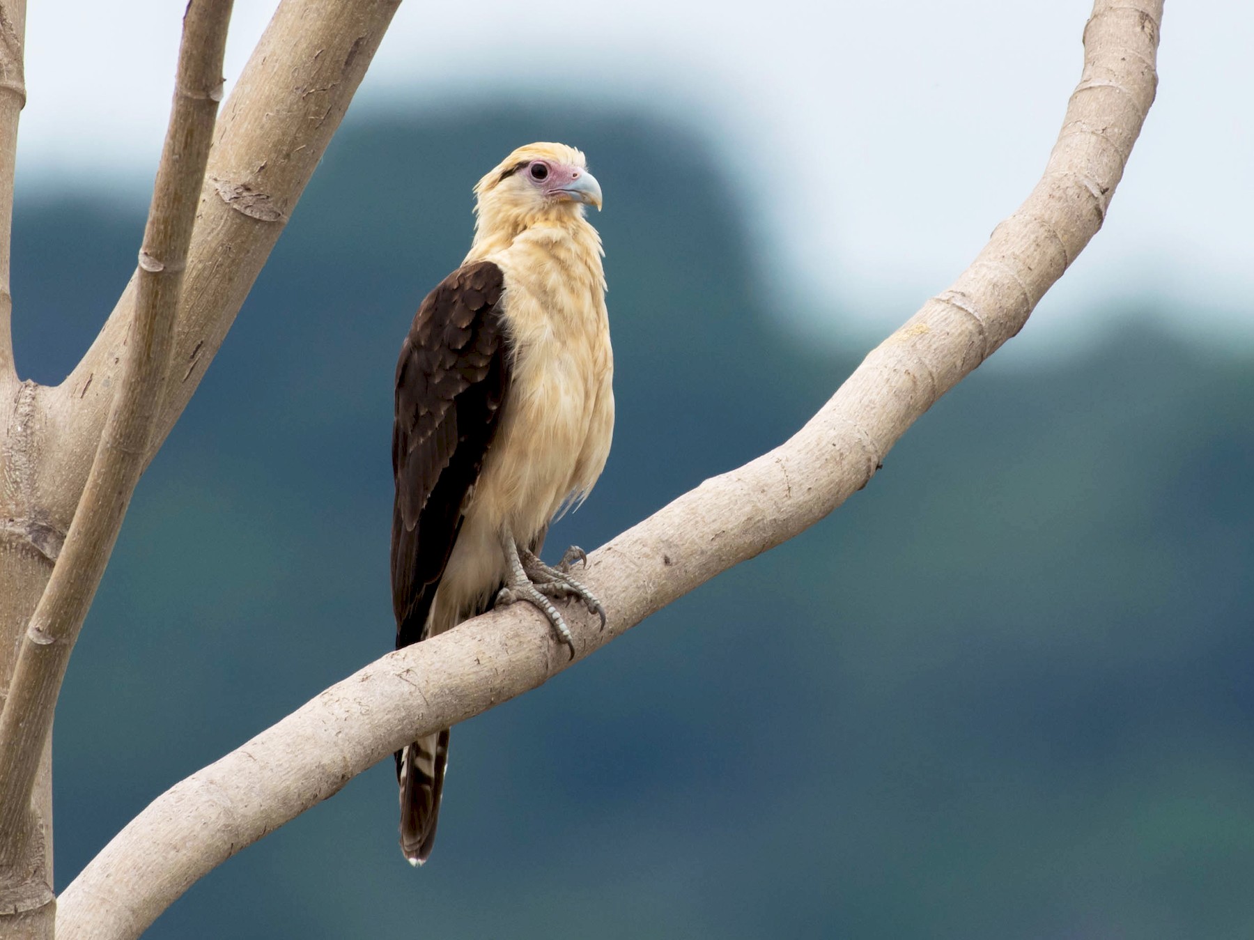 Yellow-headed Caracara - Matthew Bell