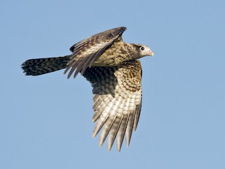  - Yellow-headed Caracara
