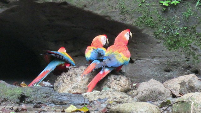 Scarlet Macaw - ML414666901