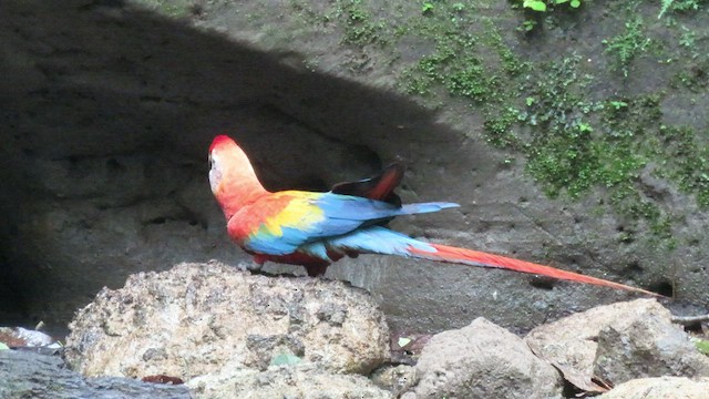Scarlet Macaw - ML414667261
