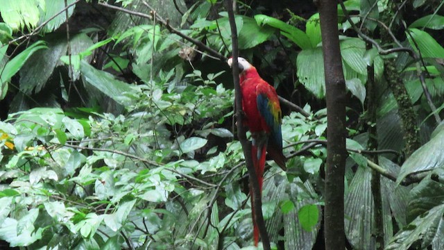 Scarlet Macaw - ML414667871
