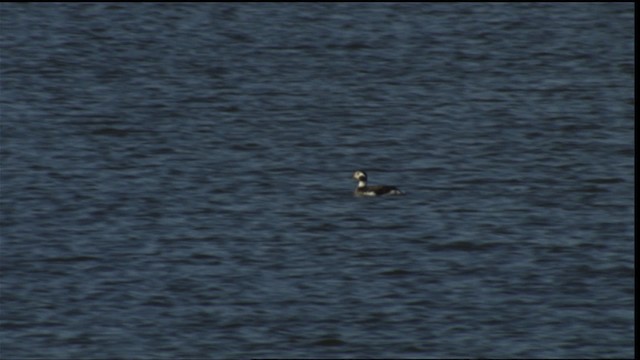 Long-tailed Duck - ML414674