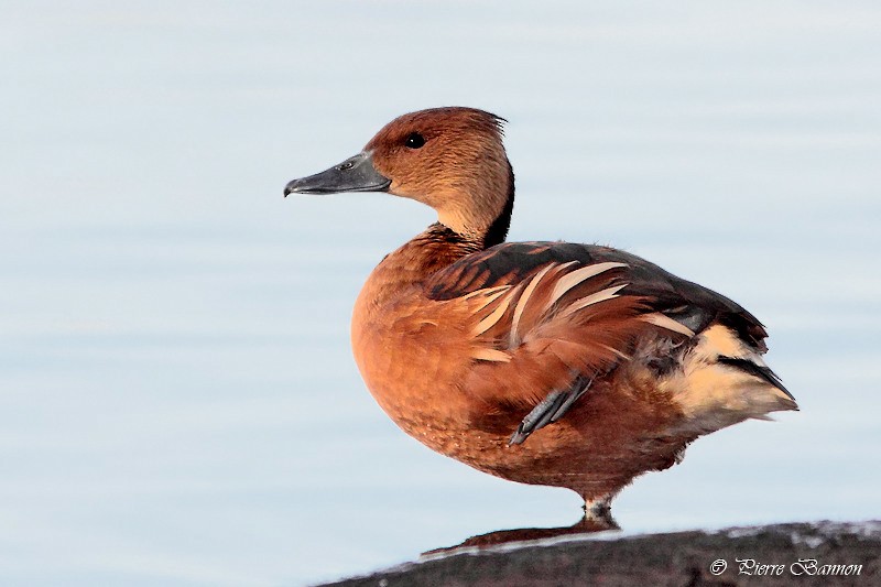 Fulvous Whistling-Duck - ML41467621