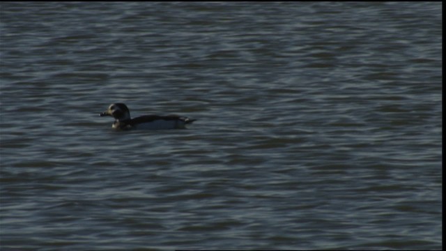 Long-tailed Duck - ML414678