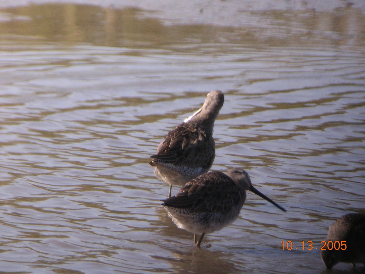 Long-billed Dowitcher - ML41467881