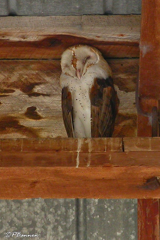 Barn Owl - Pierre Bannon