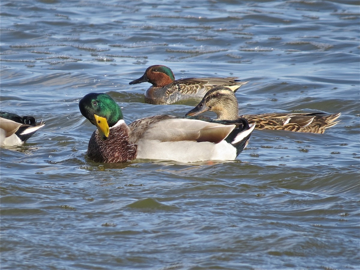 Green-winged Teal - ML41468041