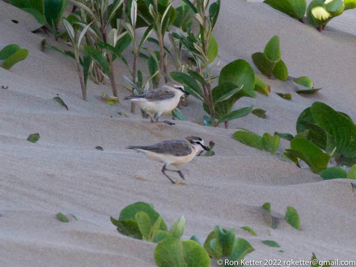 White-fronted Plover - ML414680441