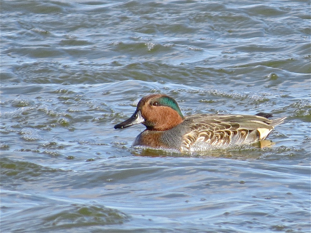 Green-winged Teal - ML41468061