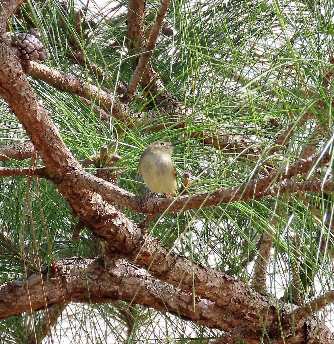 Ruby-crowned Kinglet - Betty Beckham
