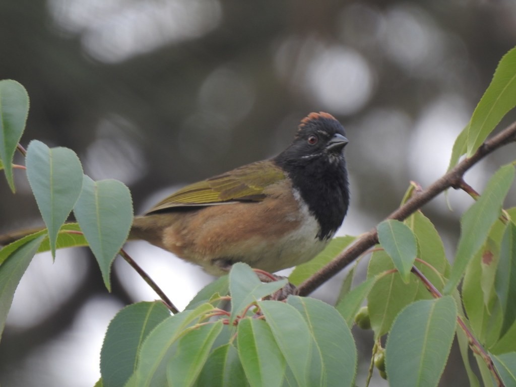 Spotted x Collared Towhee (hybrid) - ML414685631
