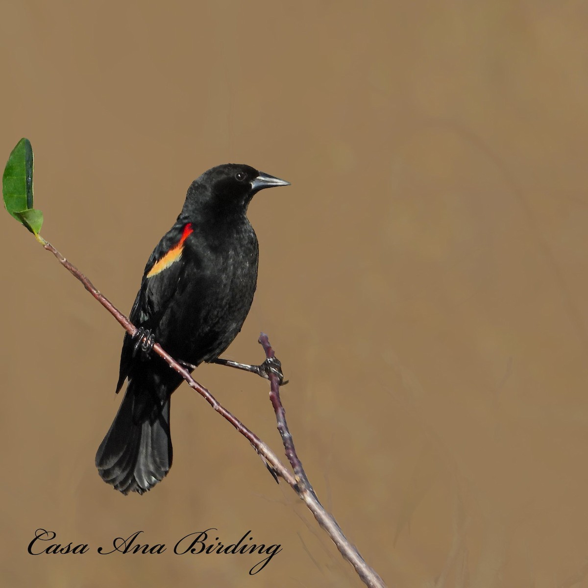 Red-shouldered Blackbird - ML414690121