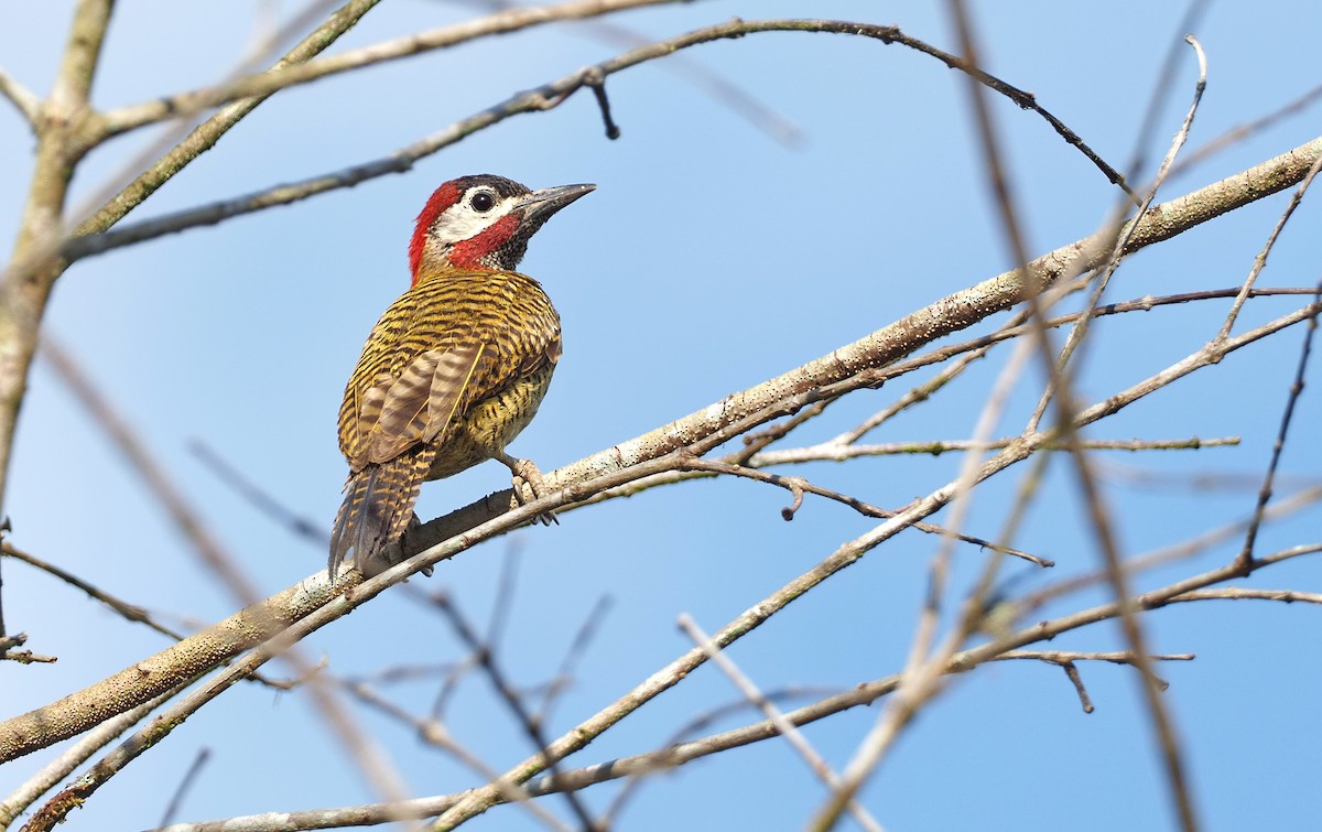 Spot-breasted Woodpecker - ML414694671