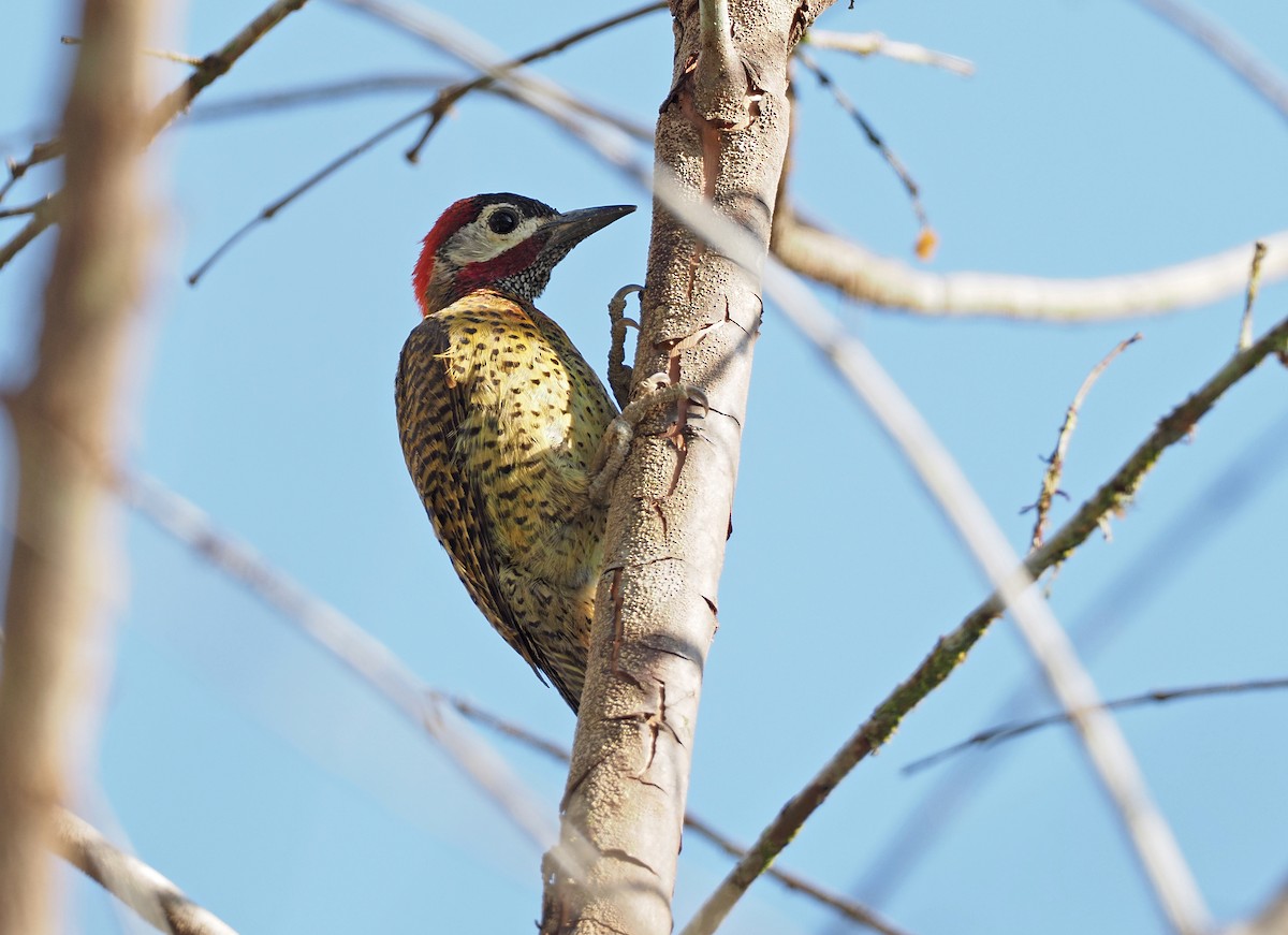 Spot-breasted Woodpecker - ML414694721