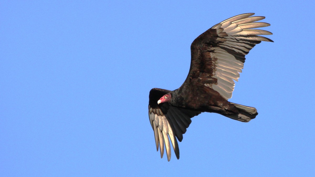 Turkey Vulture - Vincent Palmer