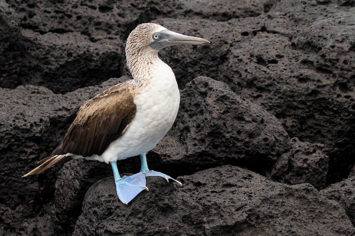 Blue-footed Booby - ML414701801